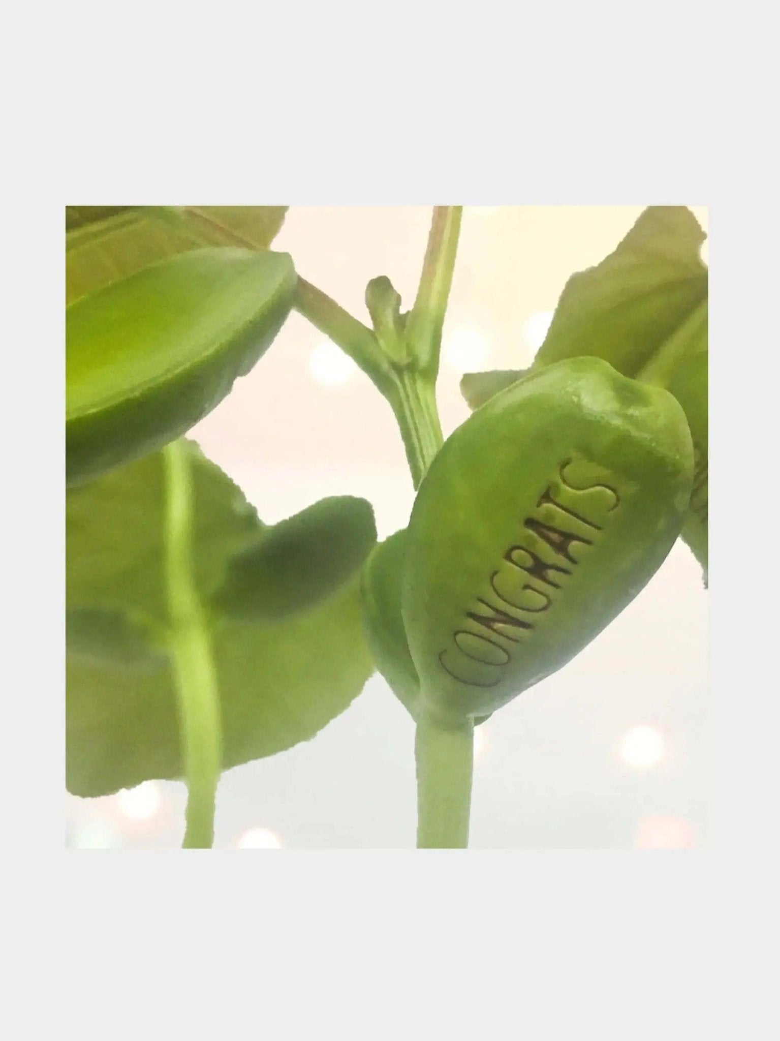 Welcome To The World Little One Bean Card - Prezzi