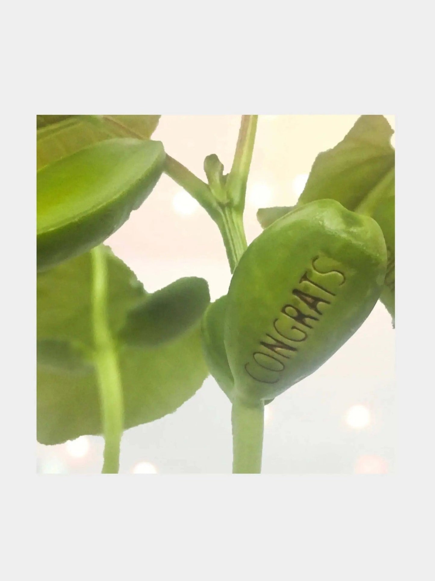 Well Done You Bean Card - Prezzi