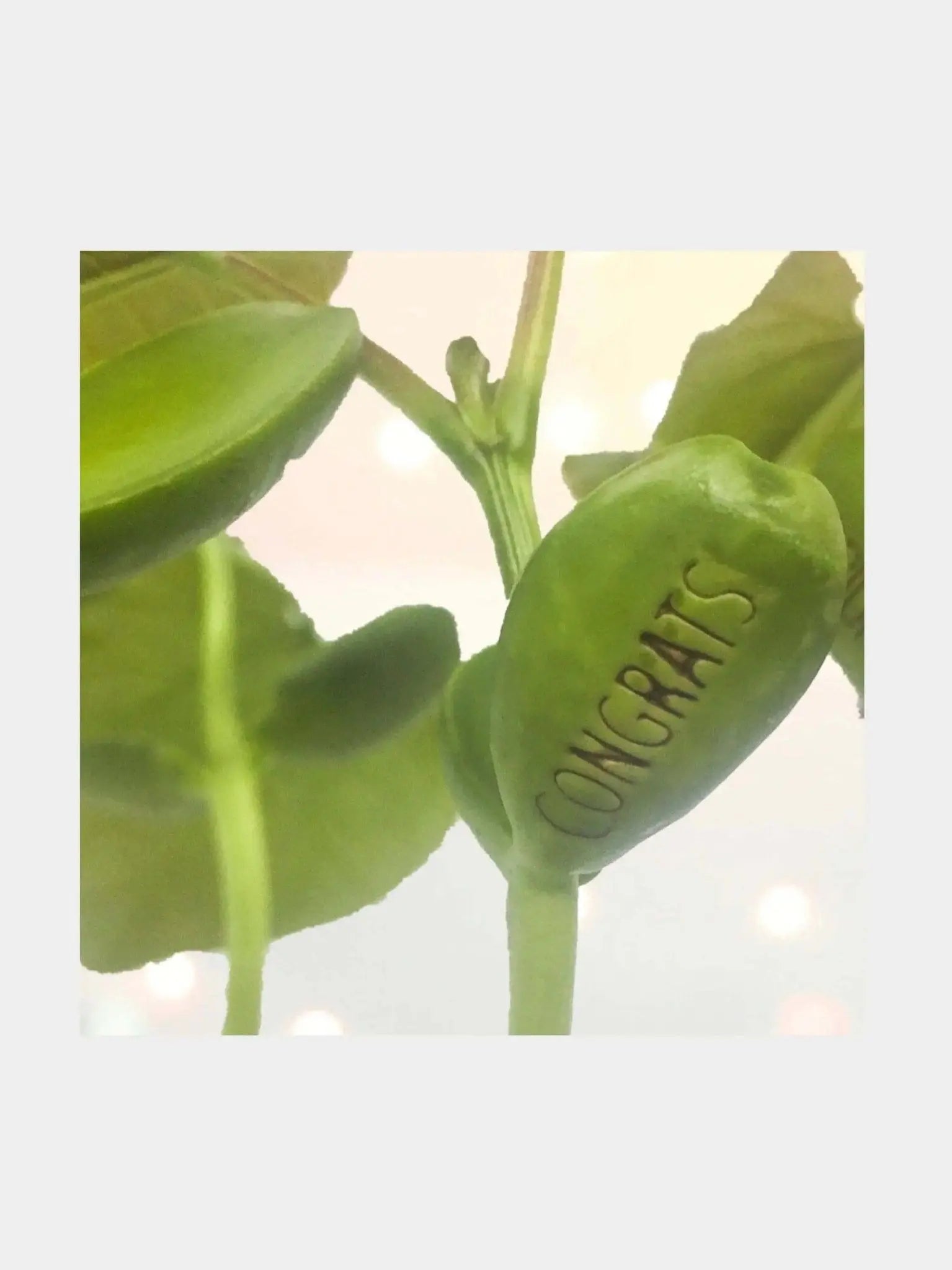 Welcome To The World Little One Bean Card - Prezzi