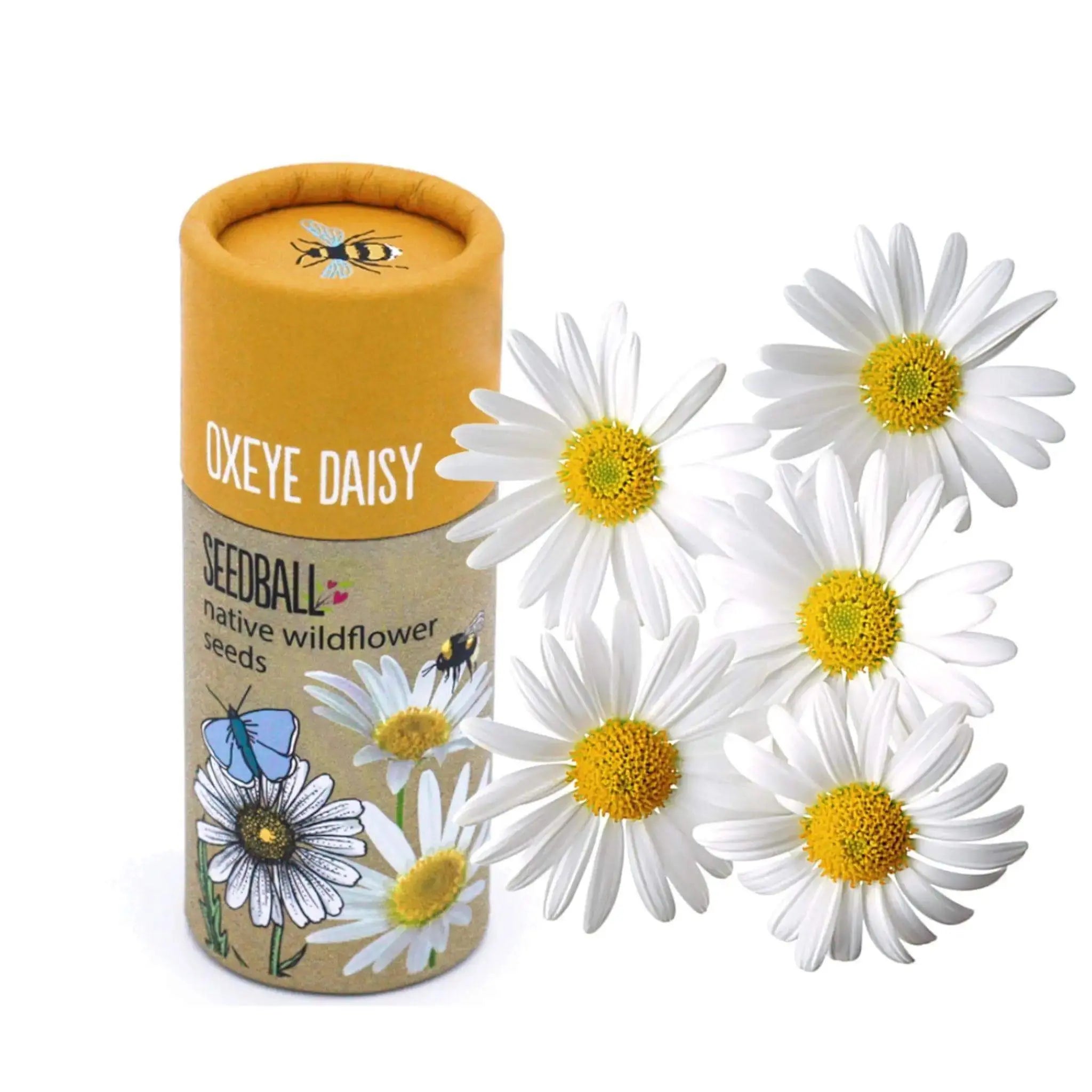 Oxeye Daisy Seedballs - Prezzi