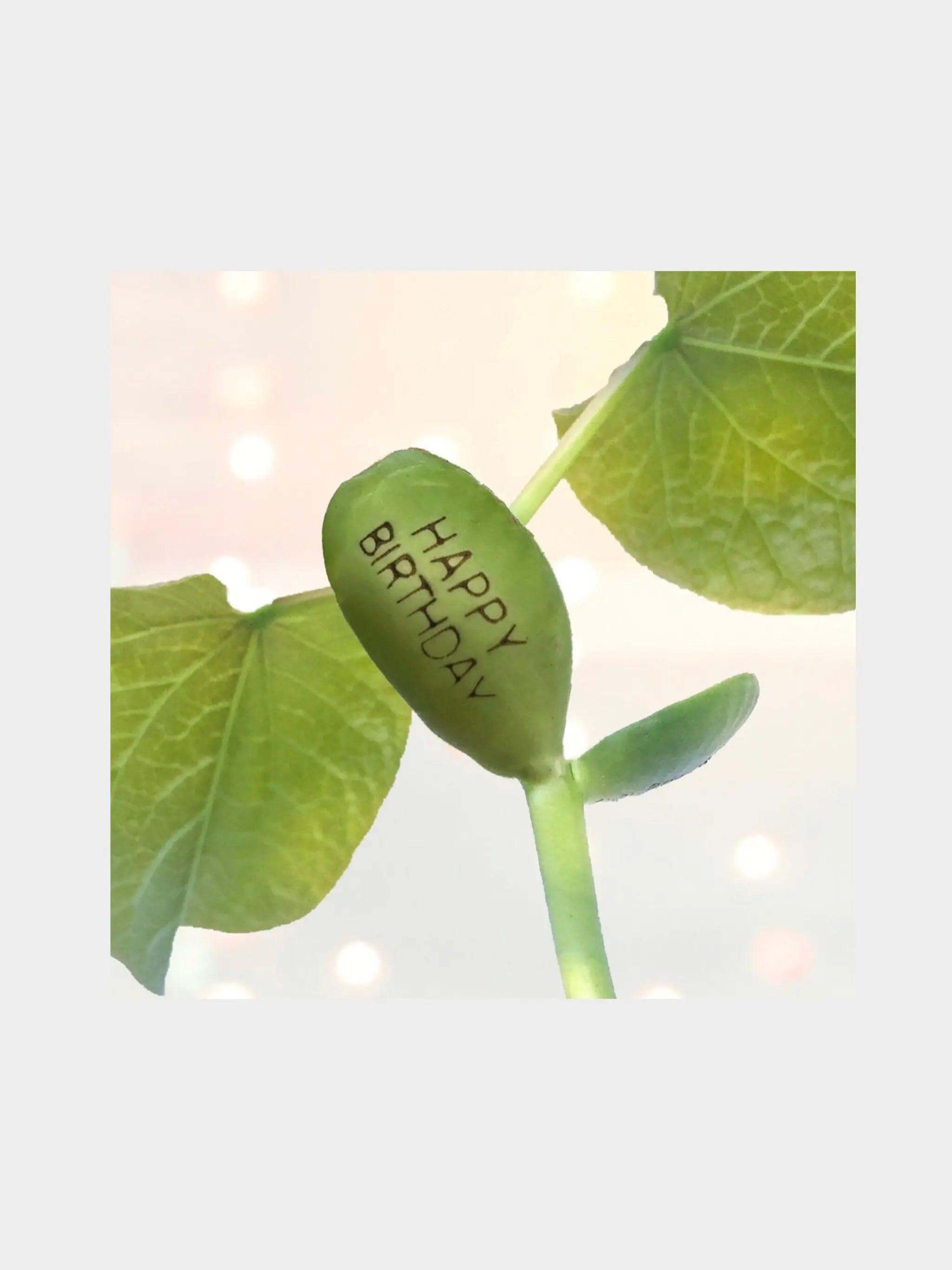 Daddy Birthday Bean - Prezzi